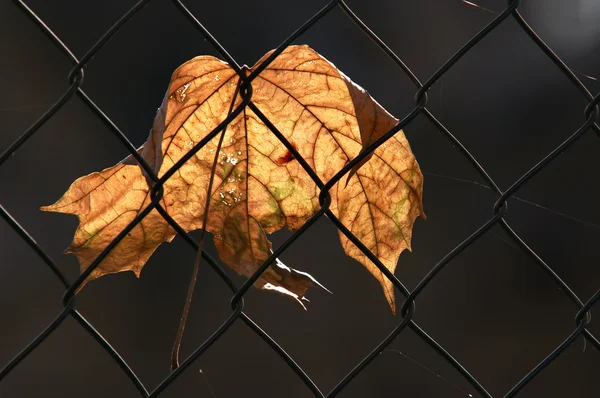 Autumn leaf — Stock Photo, Image