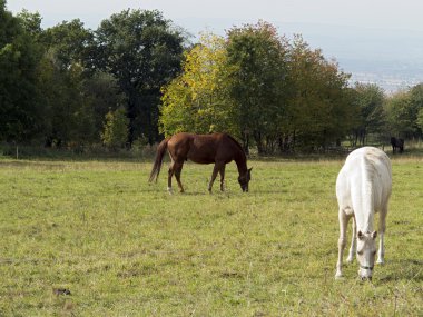 kahverengi ve beyaz at mera üzerinde
