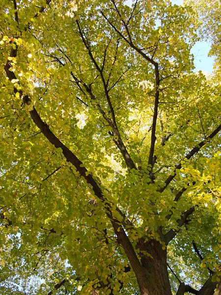 Árvore de baixo — Fotografia de Stock