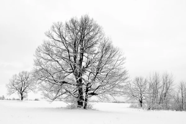 Copaci iarna — Fotografie, imagine de stoc