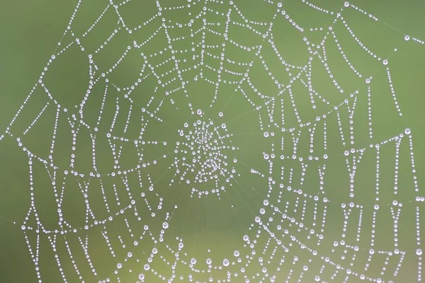 Teia de aranha de orvalho — Fotografia de Stock