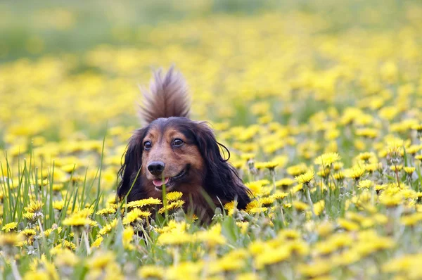 Dachshund dandelions çayır üzerinde — Stok fotoğraf