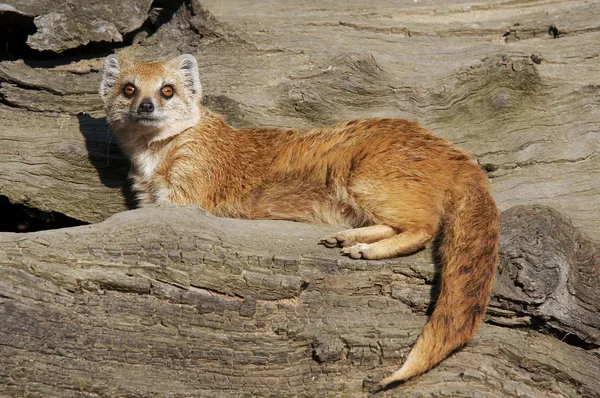 Żółty mongoose — Zdjęcie stockowe