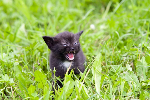 Temperatura - piccolo gattino nell'erba — Foto Stock