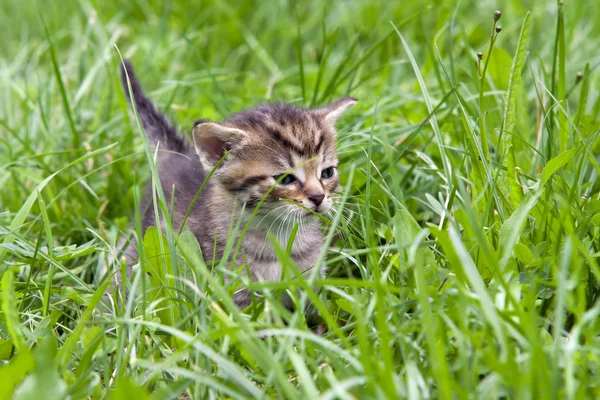 Pequeno gatinho na grama — Fotografia de Stock