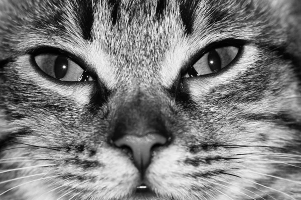 Kot - detal głowy — Zdjęcie stockowe