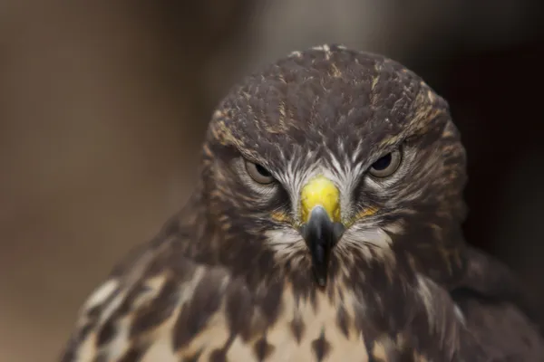 Buzzard — Stock Photo, Image