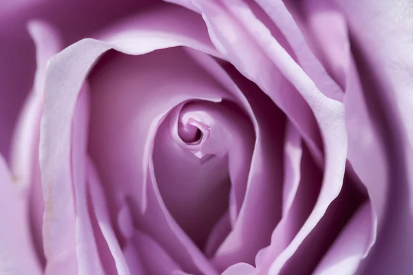 Bloom of rose — Stock Photo, Image