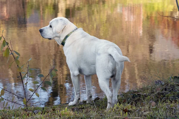 Labrador on the river bank — Stock Photo, Image