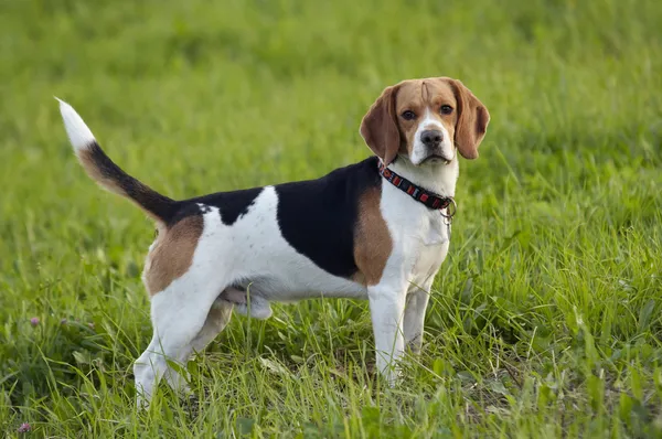 Beagle çayır üzerinde — Stok fotoğraf