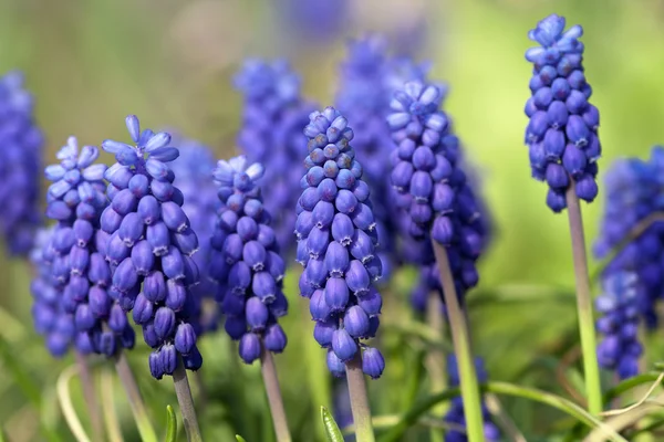 Racimo de jacintos de uva — Foto de Stock