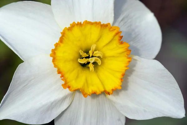 Bloom of narcissus — Stock Photo, Image