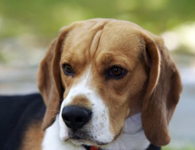 Beagle kafa
