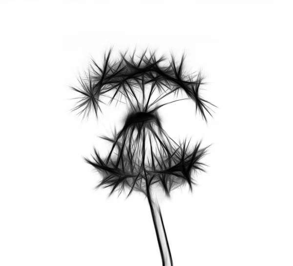 Dandelion — Stock Photo, Image