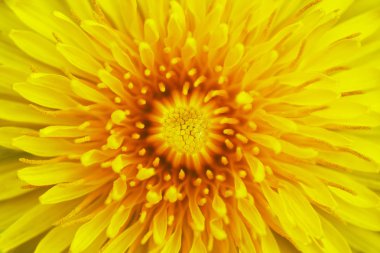 Kara hindiba çiçek