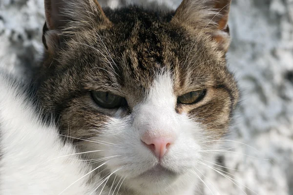 Gato encharcado — Fotografia de Stock