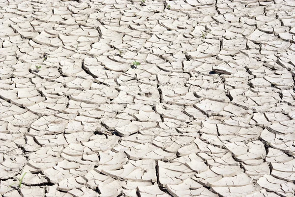 Temporada seca - tierra seca — Foto de Stock