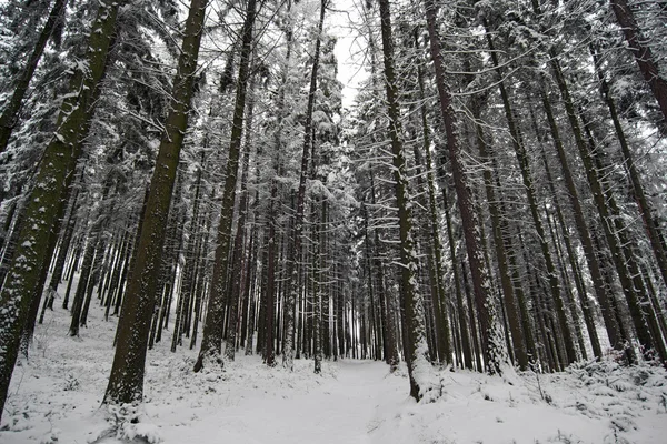 Winter coniferous forest — Stock Photo, Image