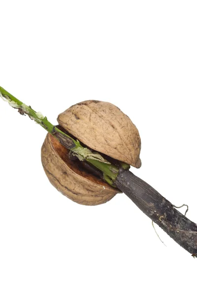 Sprouting nut — Stock Photo, Image