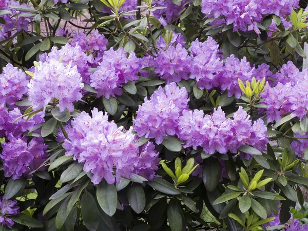 Blooming rhododendron — Stock Photo, Image