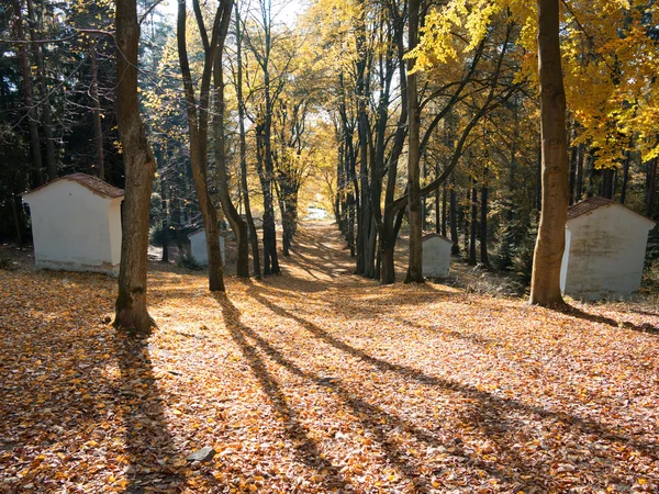 Avenue des arbres - Chemin de Croix — Photo