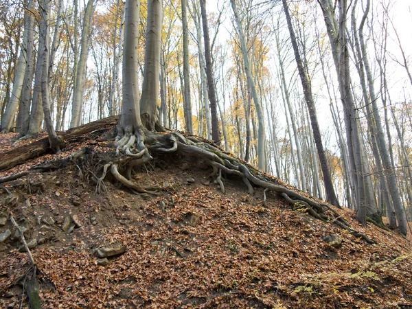 Matted roots — Stock Photo, Image