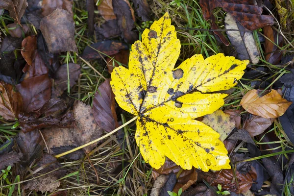 Maple leaf on the ground — Stock Photo, Image