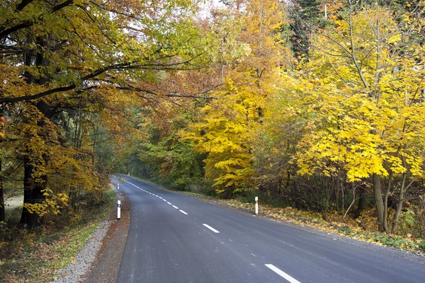 가을 숲 속의 도로 — 스톡 사진