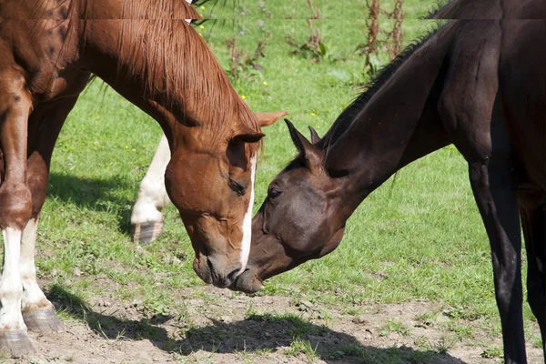 Cavalli al pascolo — Foto Stock