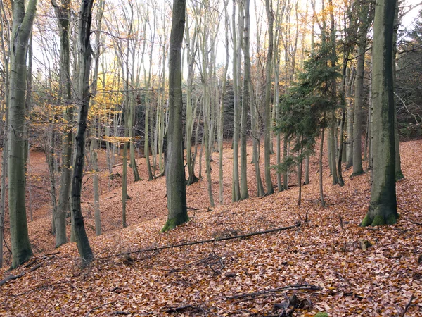 Legno di faggio — Foto Stock