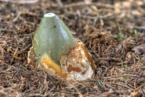 Growing of the common stinkhorn — Stock Photo, Image