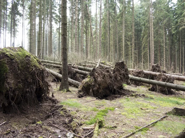 Omgevallen bomen — Stockfoto