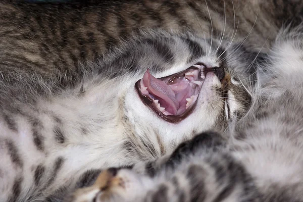 Esneme yavru kedi — Stok fotoğraf