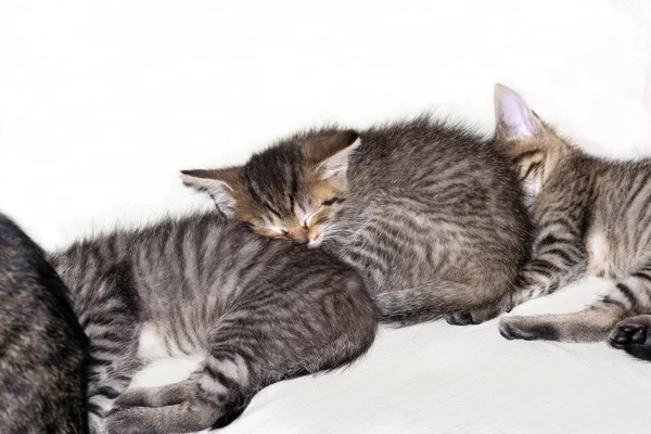 Sleeping kitten — Stock Photo, Image