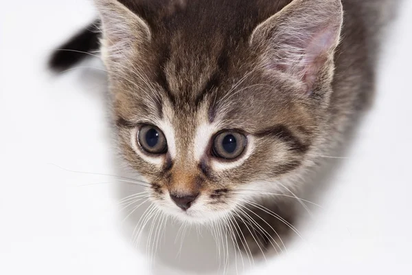 Kitten — Stock Photo, Image