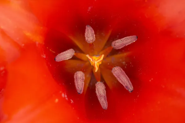Dentro da flor da tulipa — Fotografia de Stock