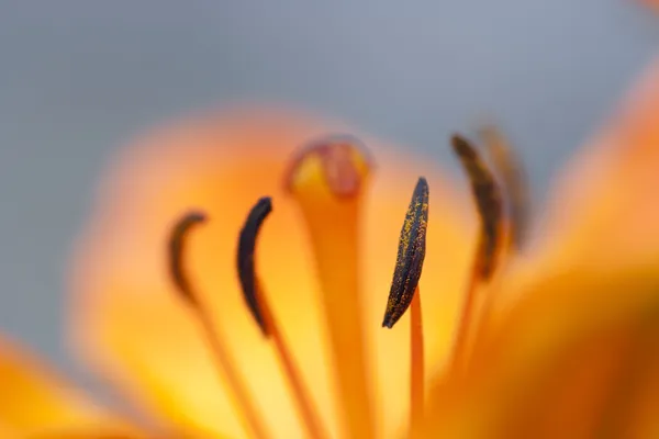Bloom of lily — Stock Photo, Image