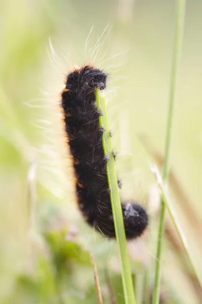 Woolly bear eating grass — Stock Photo, Image