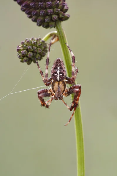 Cross spiderr — Stock Photo, Image