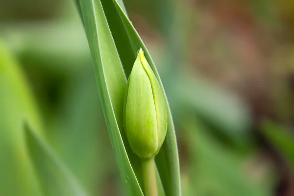 Papula of tulip — Stock Photo, Image