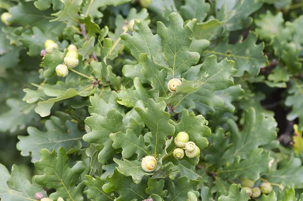 Acorns — Stock Photo, Image