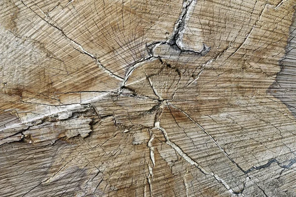 Wyciąć Drzewo Tułowia Tekstura Drewna Pierścienie — Zdjęcie stockowe