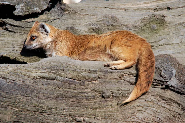 Mangusto Amarelo Vezes Referido Como Meerkat Vermelho — Fotografia de Stock