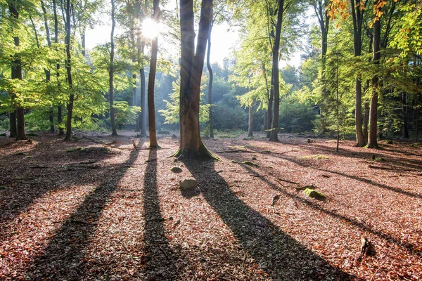 Autumn Morning Beech Forest Backlight — Stock Photo, Image