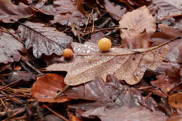 Oak Apple Oak Gall Type Gall Caused Gall Wasp Oak — Stock Photo, Image