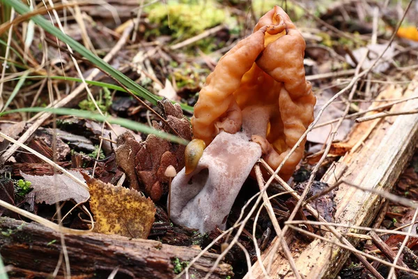 金丝雀 Gyromitra Infula 是一种不可食用的真菌 通常被称为头冠假鼠 Hooded False Morel 或精灵马鞍 Elfin — 图库照片