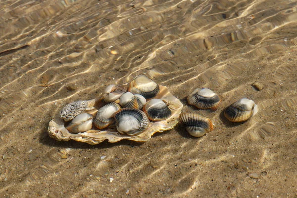 Обыкновенные Моллюски Водой Дне Моря Виды Съедобных Моллюсков Морской Водой — стоковое фото