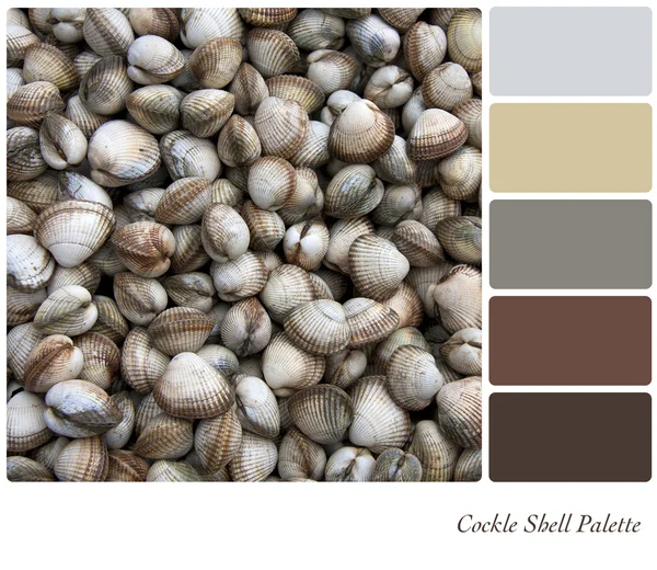 Cockle shell palatte — Stock Photo, Image