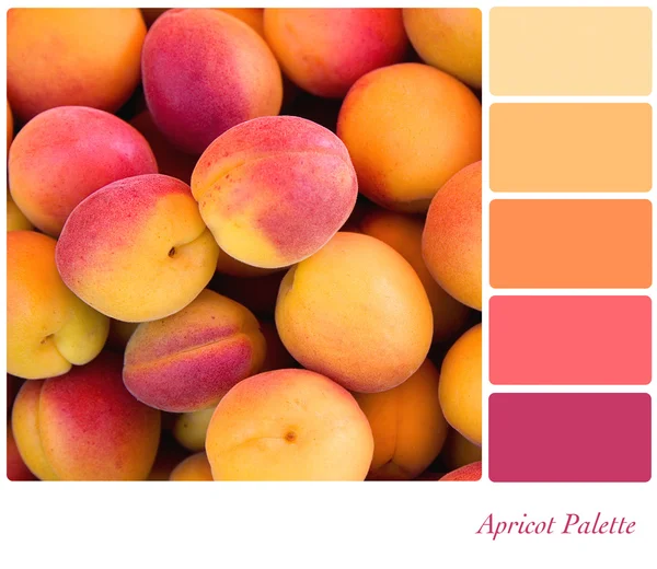 Apricot palette — Stock Photo, Image