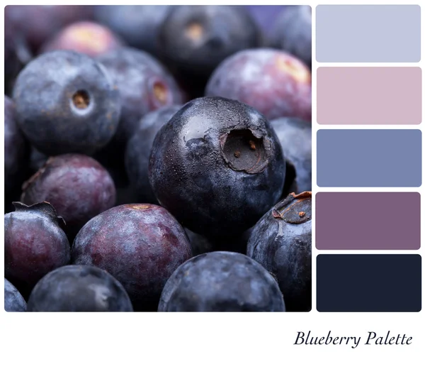 Blueberry Palette — Stock Photo, Image